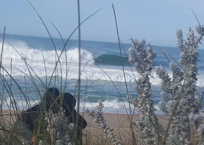 Pineapple Surf House *